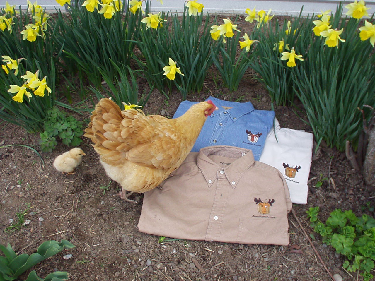 shirts.jpg